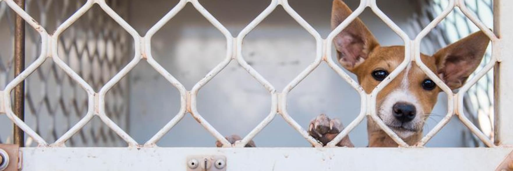 RSPCA reveals WA's hotspots for animal cruelty