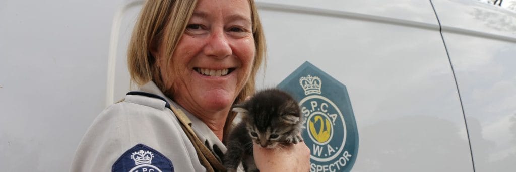 Three cute kitten rescue 'tails'