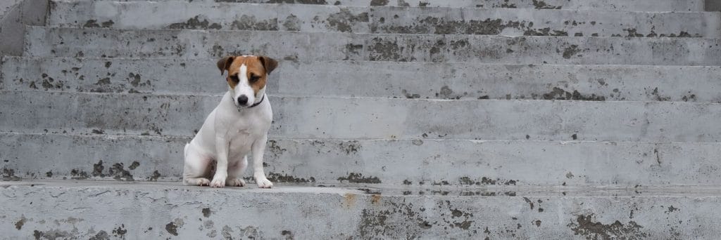 Helping lost pets - What to do