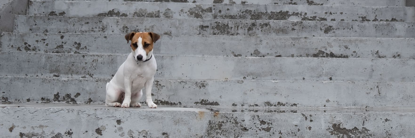 Helping lost pets - What to do