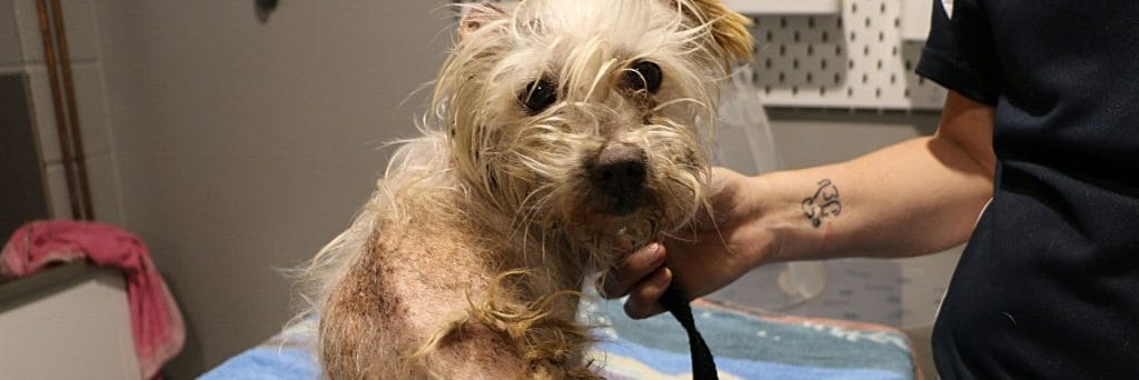 Teddy's Story