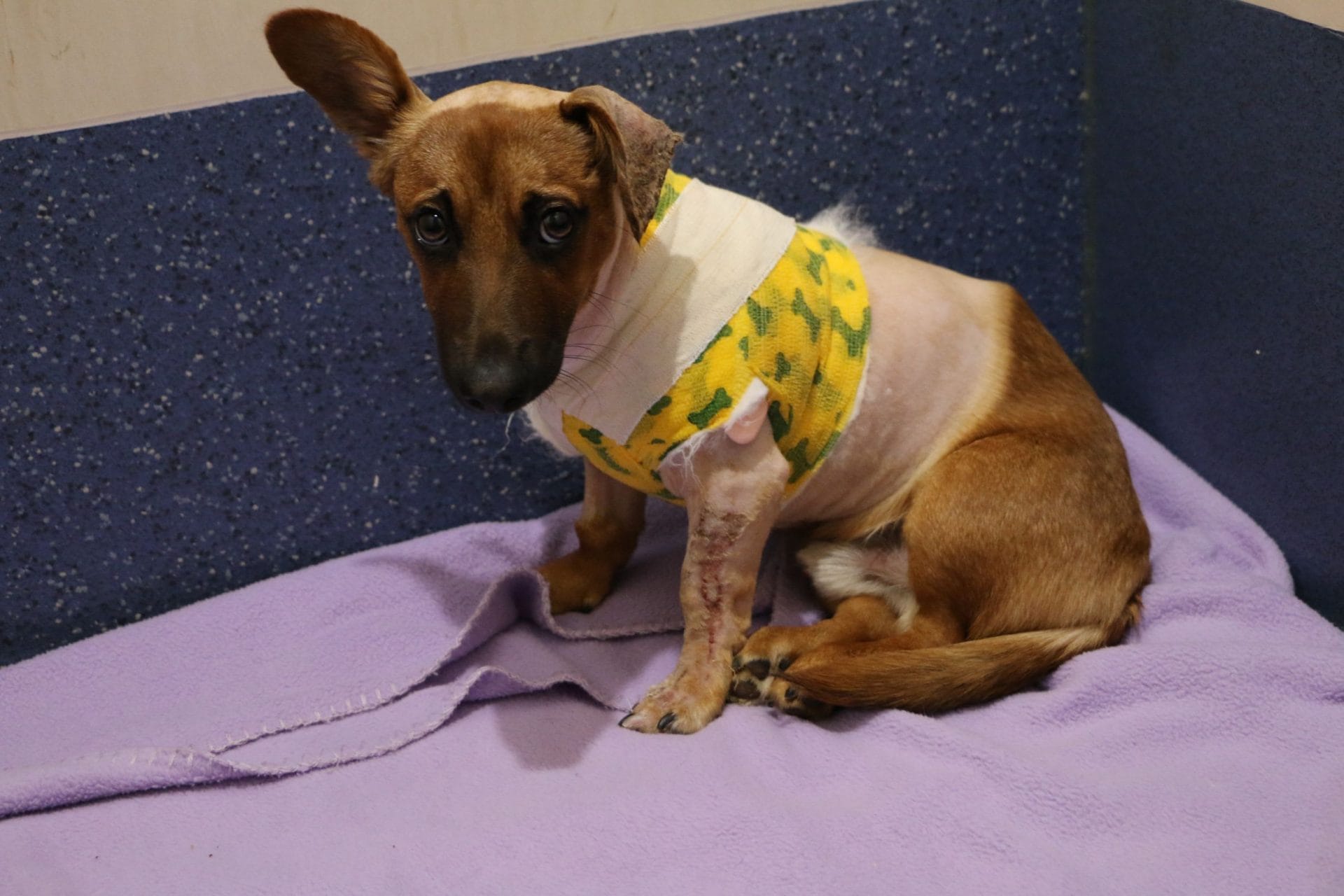 Brave pup is ray of hope for homeless animals at Christmas