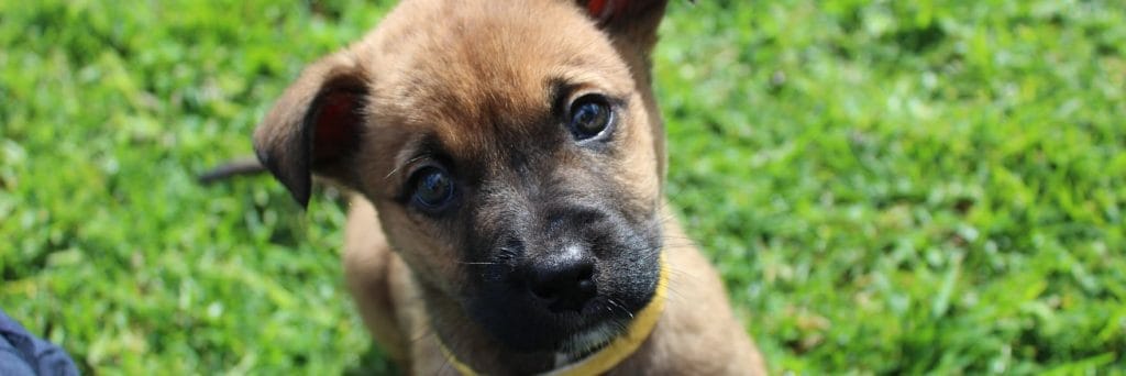 Milestone in animal welfare