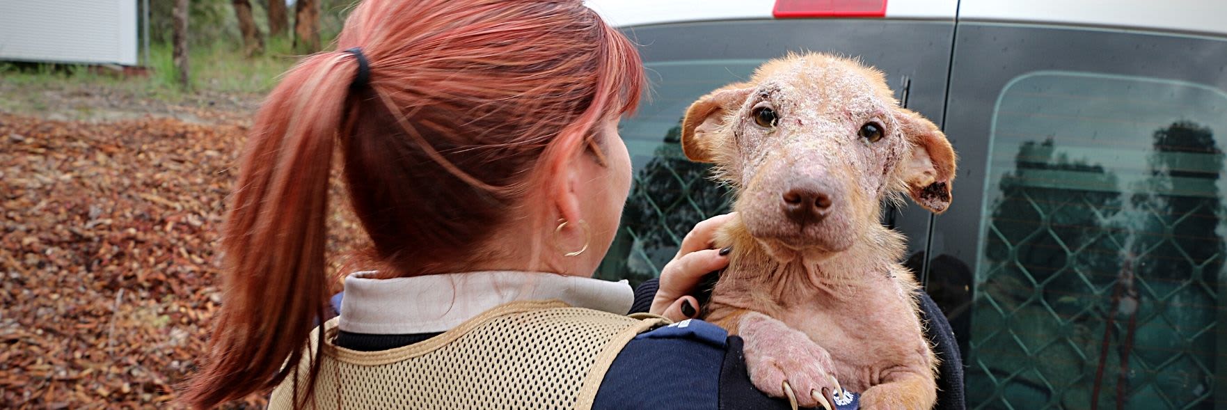RSPCA reveals wackiest animal rescue call-outs for 2021