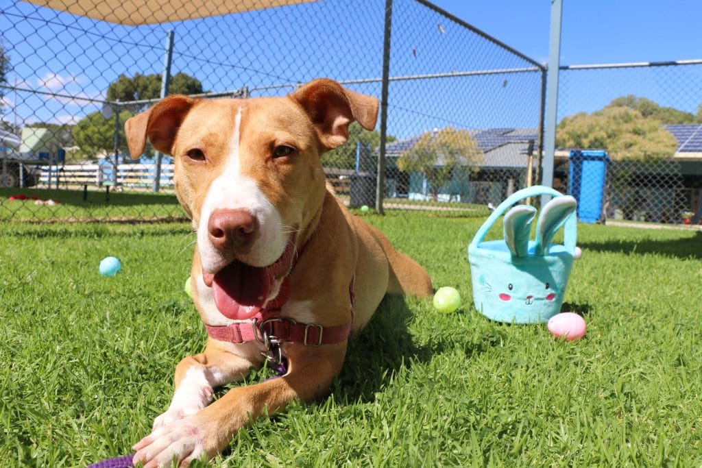 Choc Horror: Three Easter treats that are toxic for pets