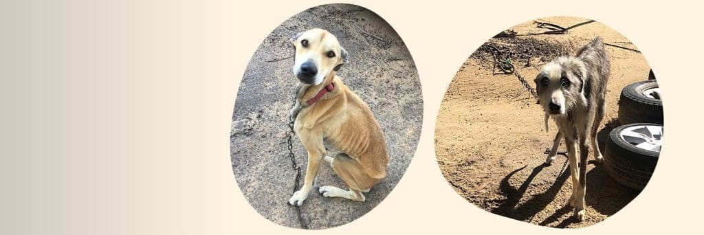 Lola and Ollie were chained up and starving