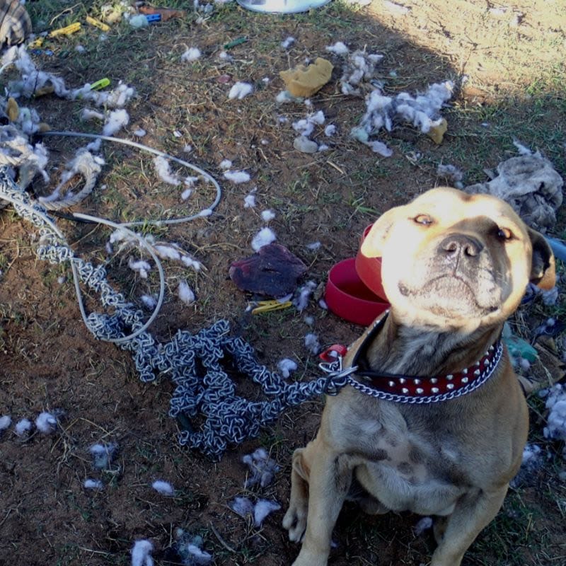 Tethering Your Dog: When, Where, Why or How!