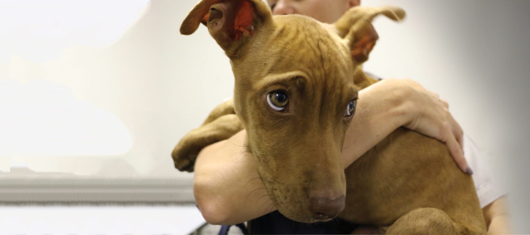 RSPCA reveals WA's hotspots for animal cruelty in 2021/22