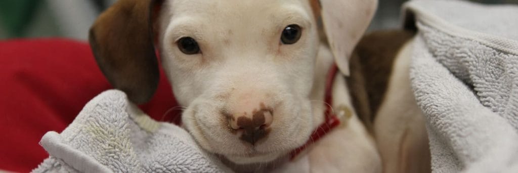Taking the lead to end puppy farming