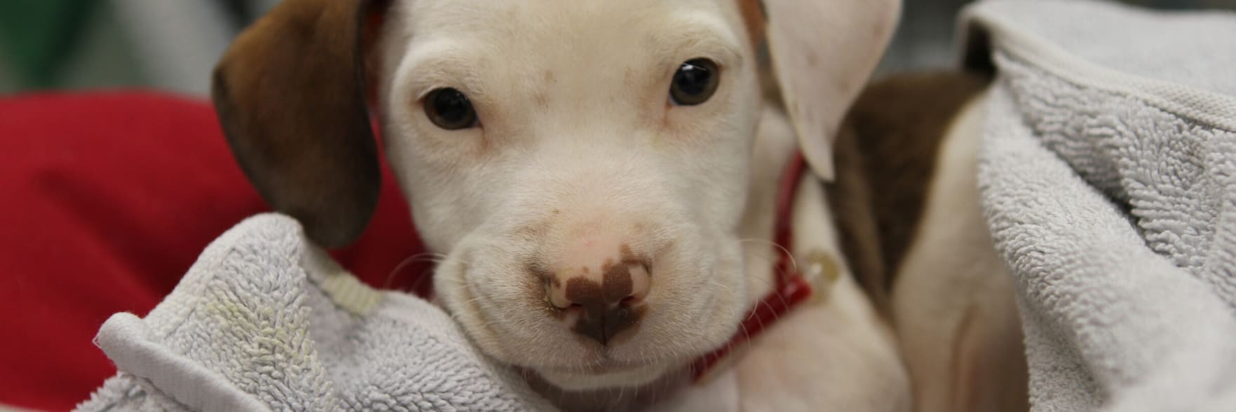 Taking the lead to end puppy farming
