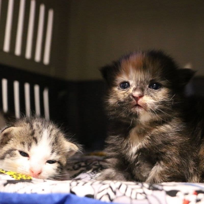 Meet kitten whisperer Hayley