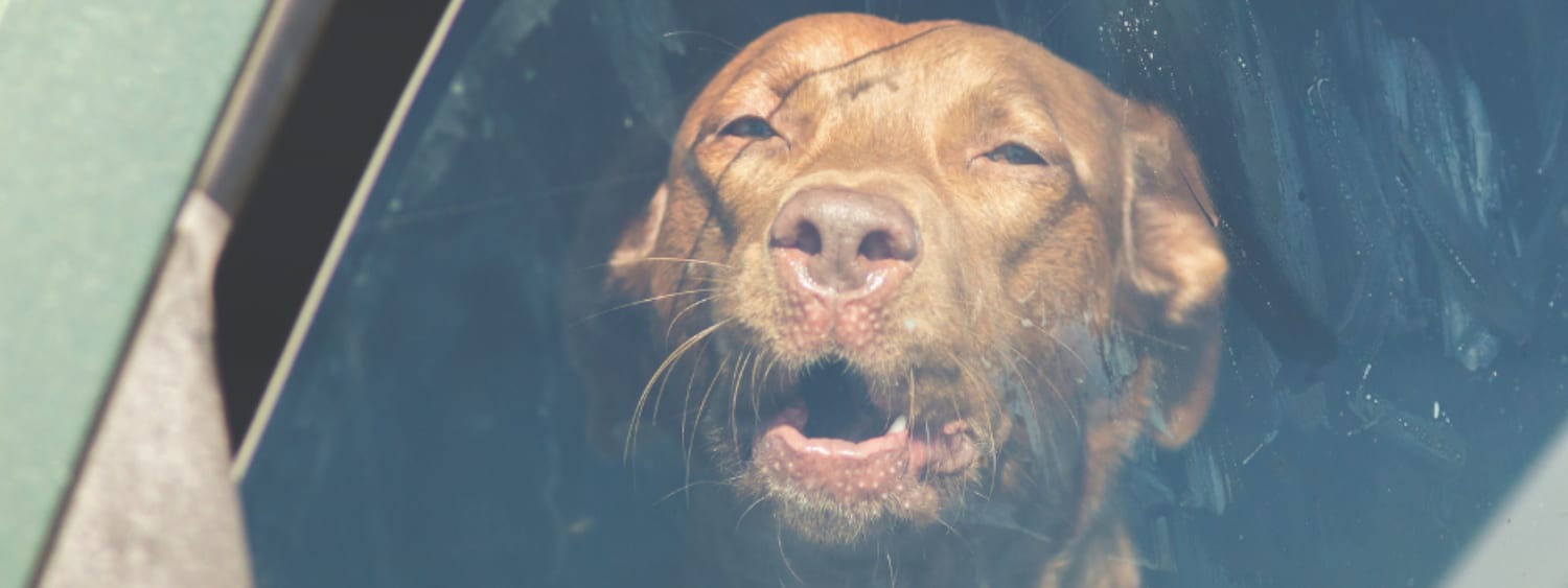 Urgent plea after RSPCA WA seizes dog from hot car