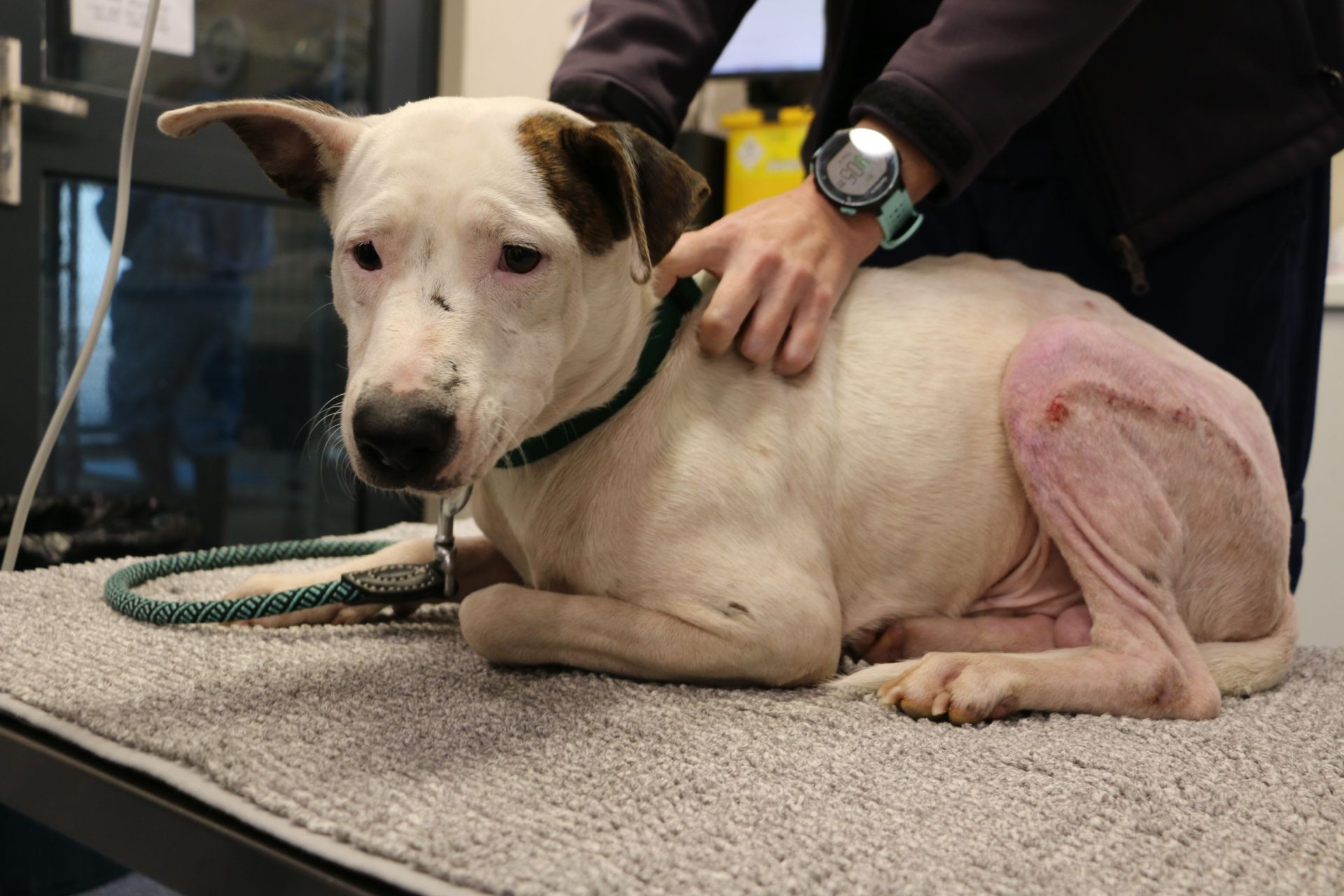 RSPCA reveals WA's hotspots for animal cruelty