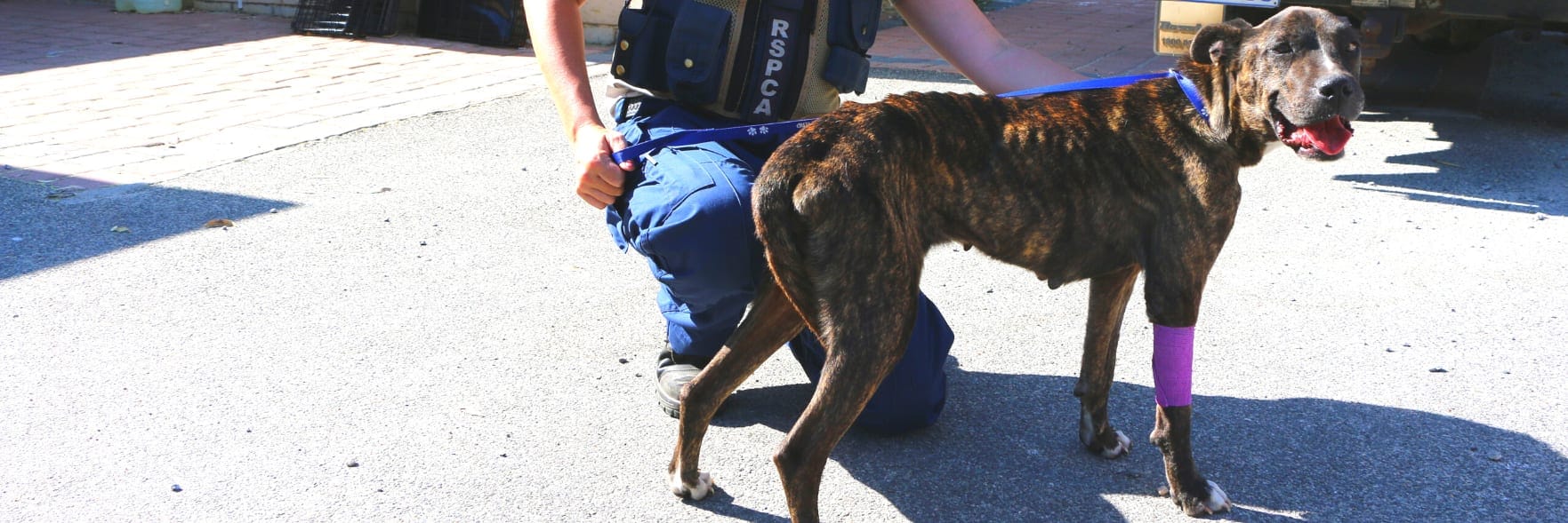 Pet owners must 'wake up' to deadly summer dangers