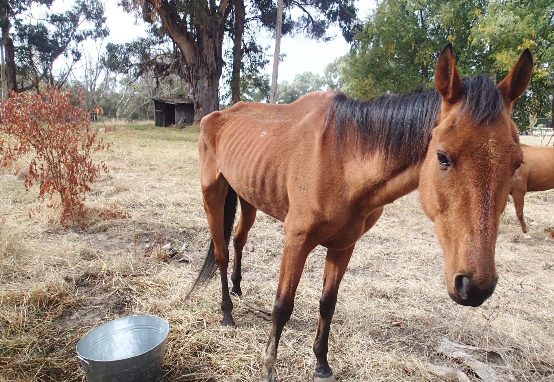 Alarming RSPCA WA stats reveal surge in horse neglect