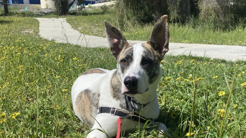 Double your impact to help animals as financial hardship hits