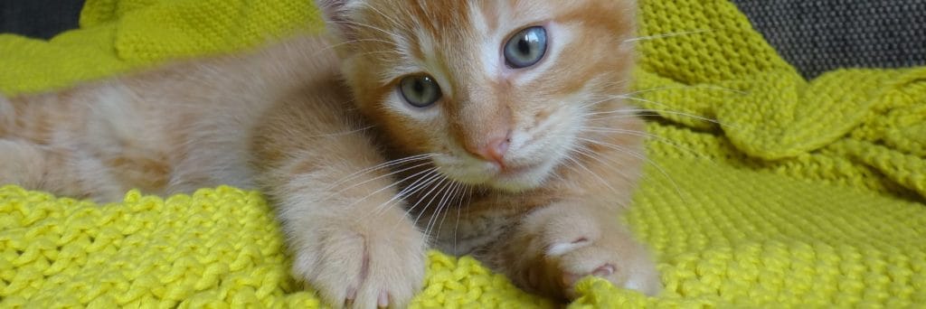 Making it easier for people with pets to rent