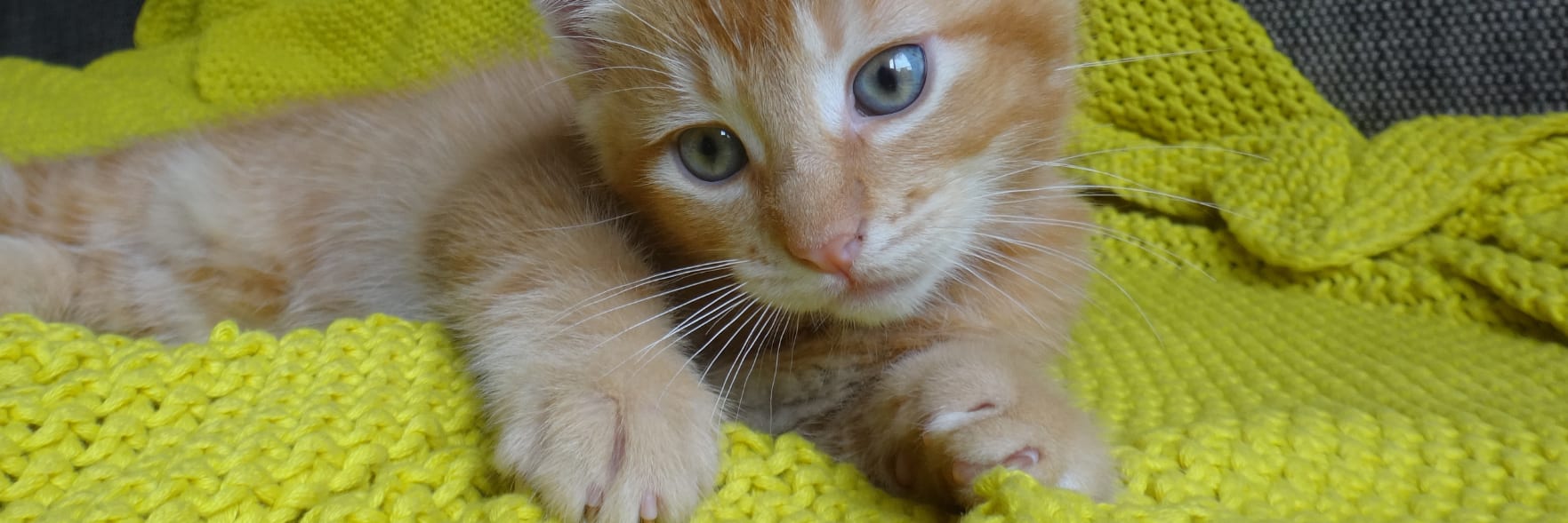 Making it easier for people with pets to rent