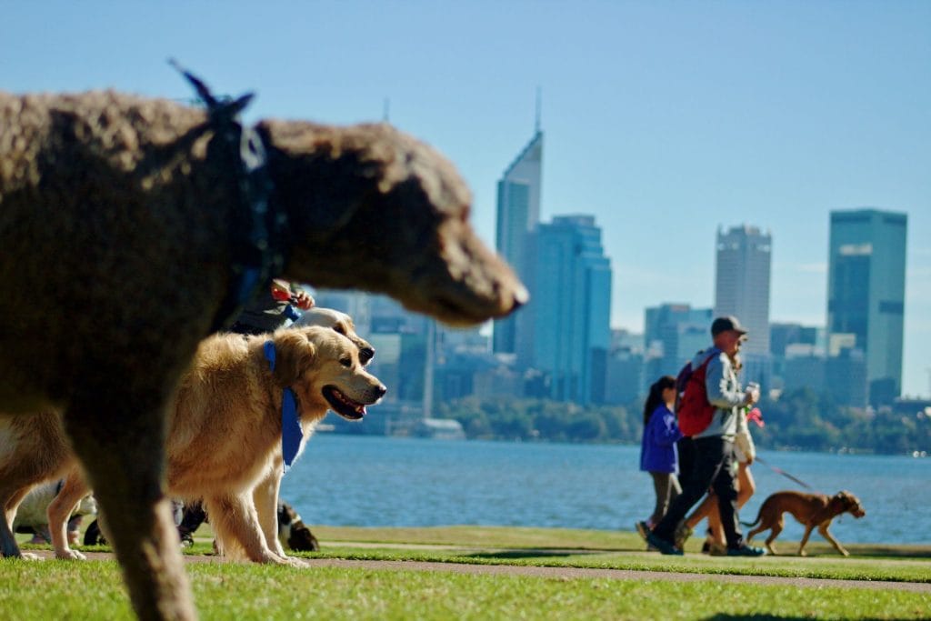 Million Paws Walk is back - bigger and better in 2023