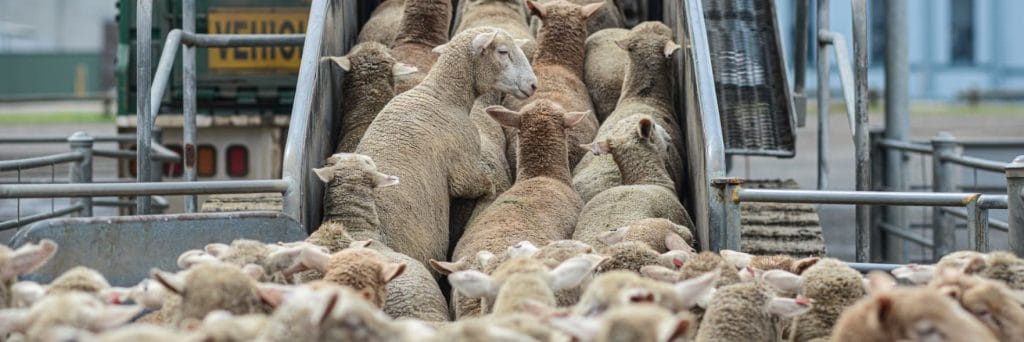 Phasing out live sheep export