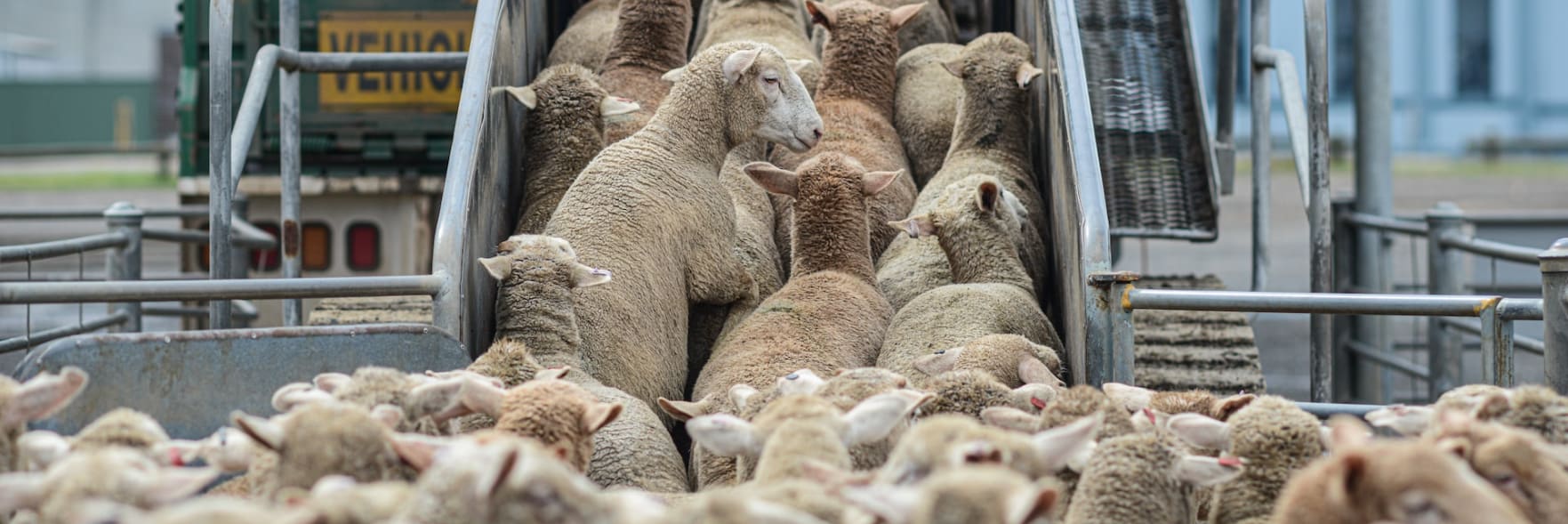 Phasing out live sheep export