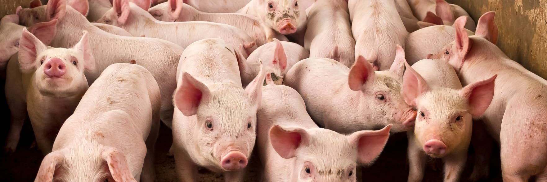 Phasing out sow stalls