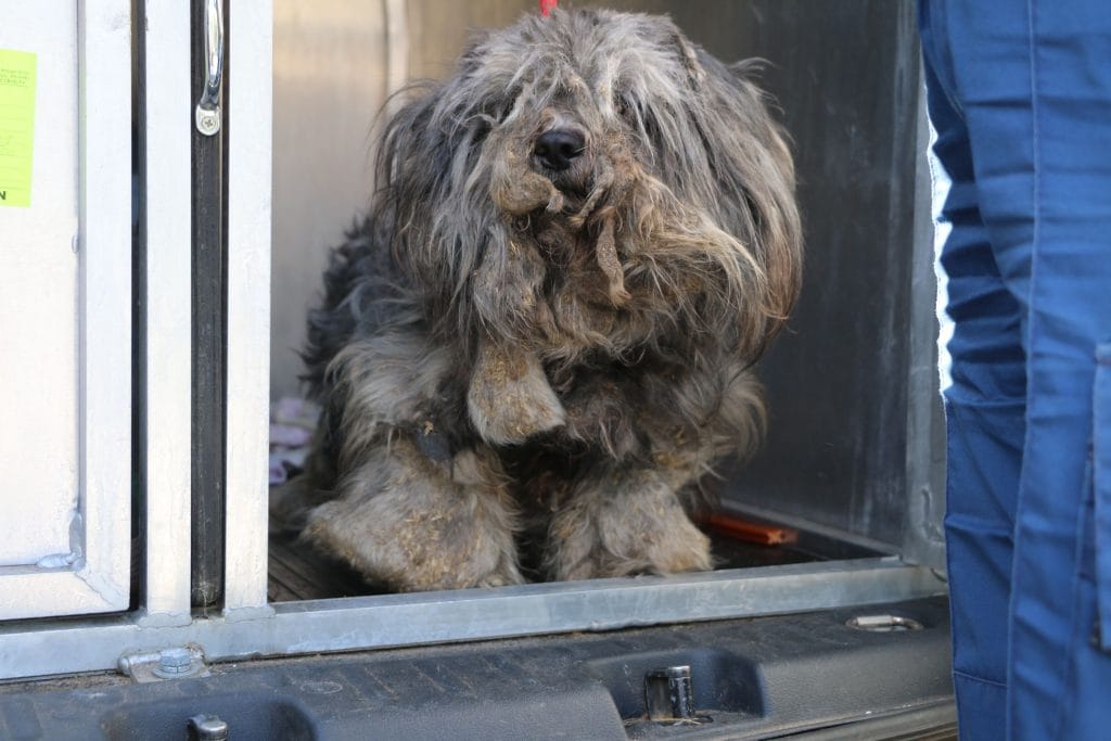 Shocking pictures of matted dog prompt pet care warning