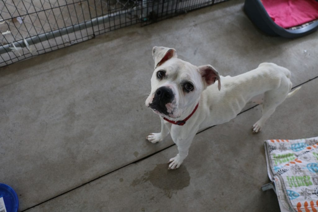 RSPCA spotlights plight of starving dogs, as reports spike
