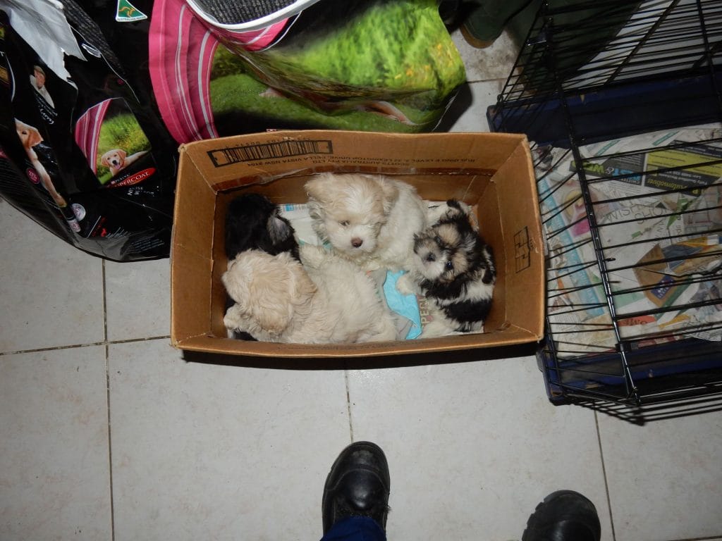 Lifetime ban for serial puppy farmer