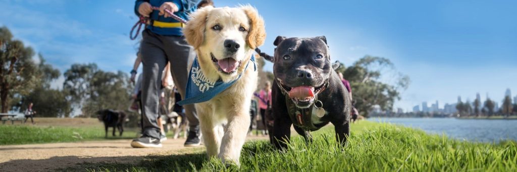 Million Paws Walk 2023 Raffle