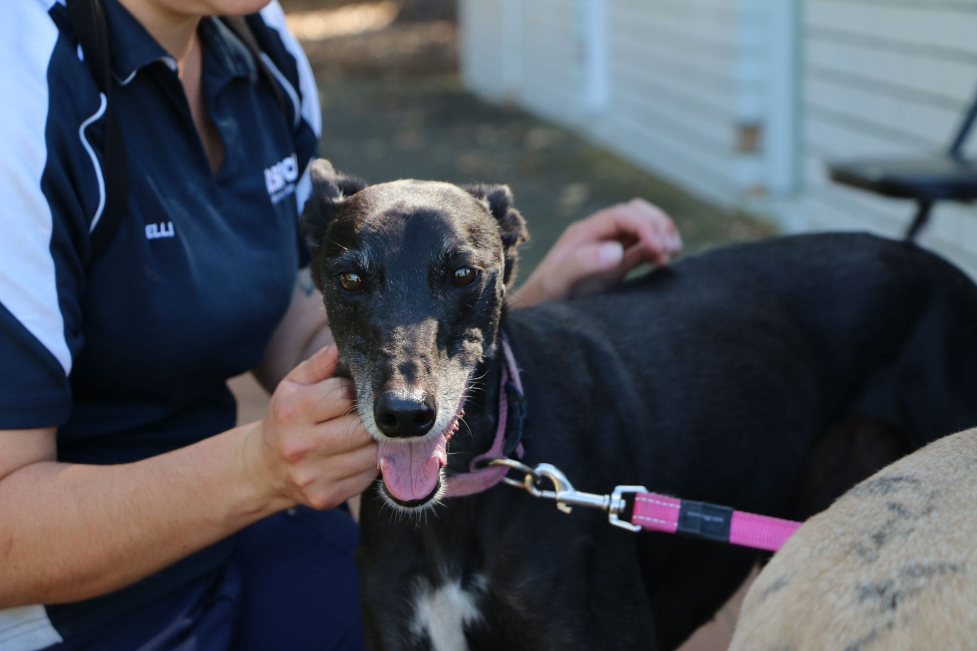 First RSPCA Vaccination Drive gives pets a health boost