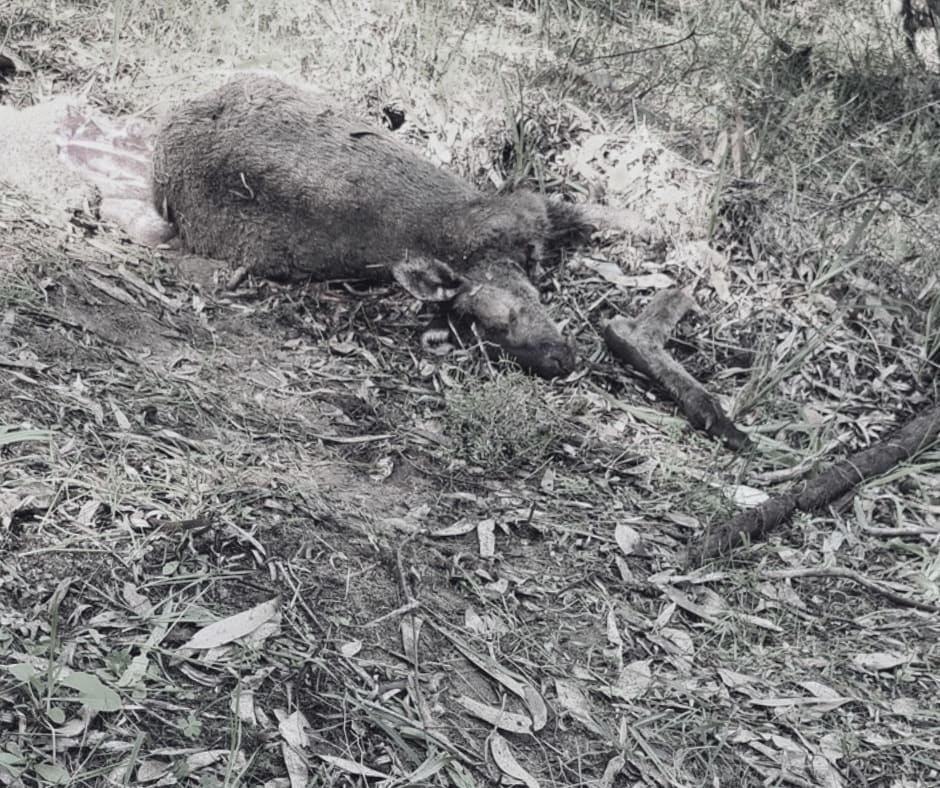 Deliberate roo cruelty in South West prompts call