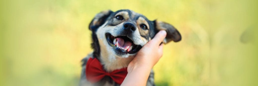 RSPCA calls for human and animal nominees in 2023 awards