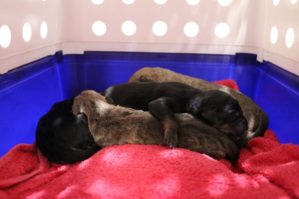 2-day-old puppies dumped in cold and rain
