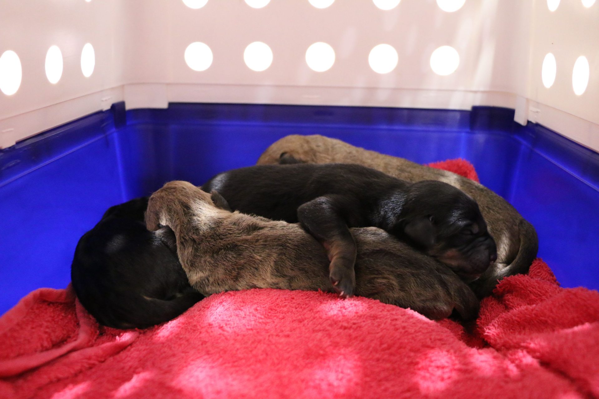 2-day-old puppies dumped in cold and rain