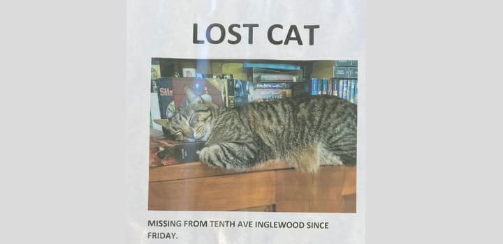Loved family cat tied to a brick and thrown into river