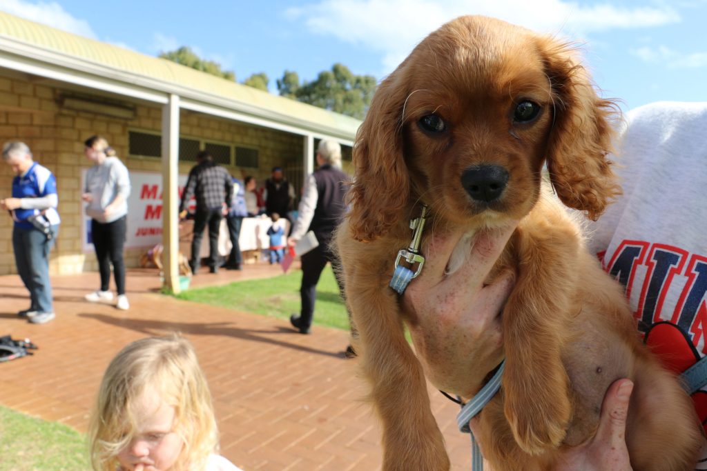 Free food and dog health checks in Balga