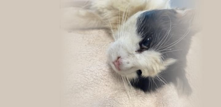 Cat shot twice, left for dead in Huntingdale