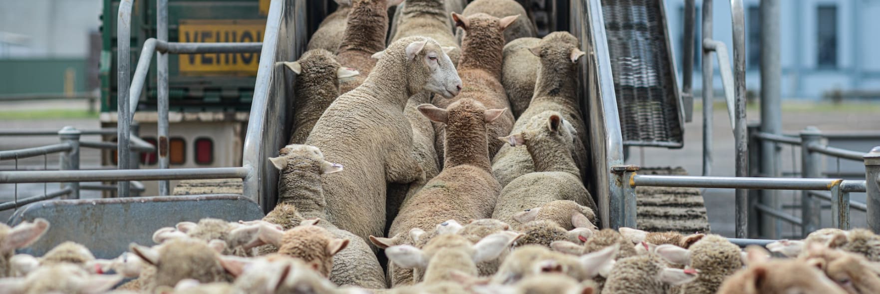 Wool being pulled over our eyes RE: sheep prices