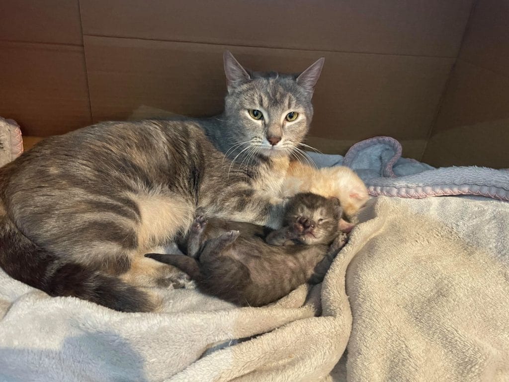 Dumped kitten among flood of unwanted felines