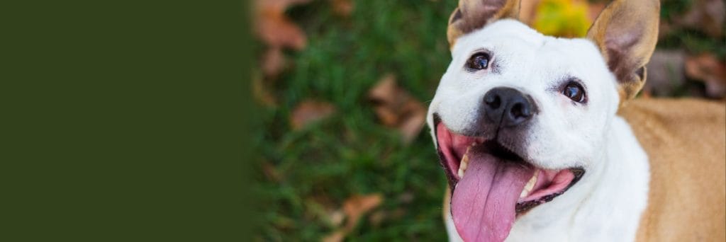 Gush about your fur-baby in the 2024 Pet Census