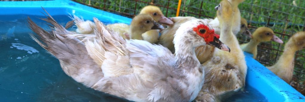Heatwave hits RSPCA WA