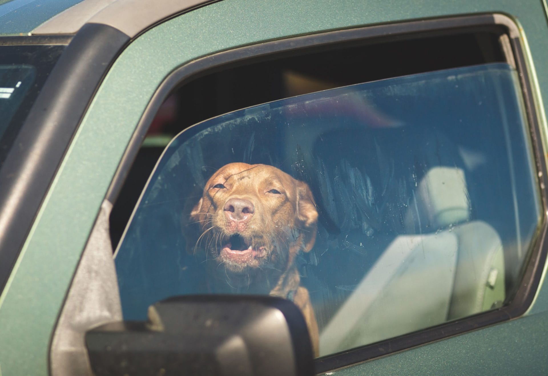 Reports show community is on to dogs in hot cars