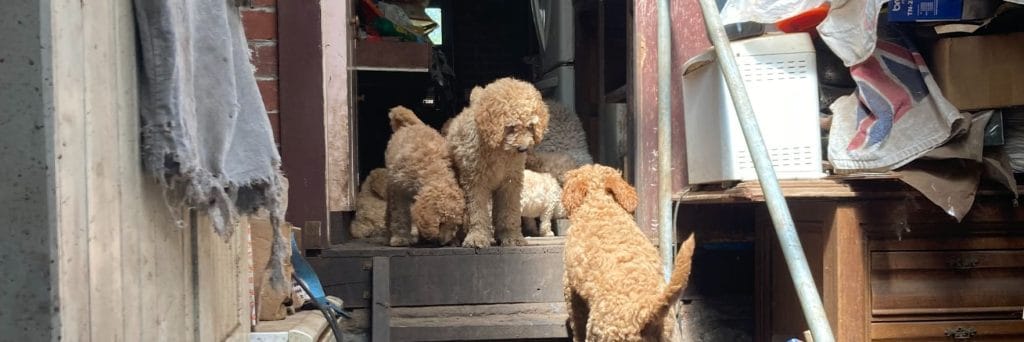 RSPCA WA welcomes PetsWA system provider