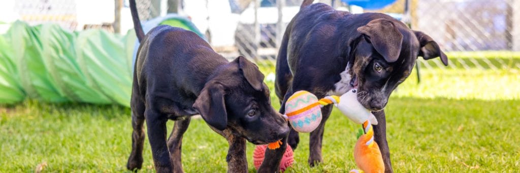 Make this Easter a safe one for your four-legged friend
