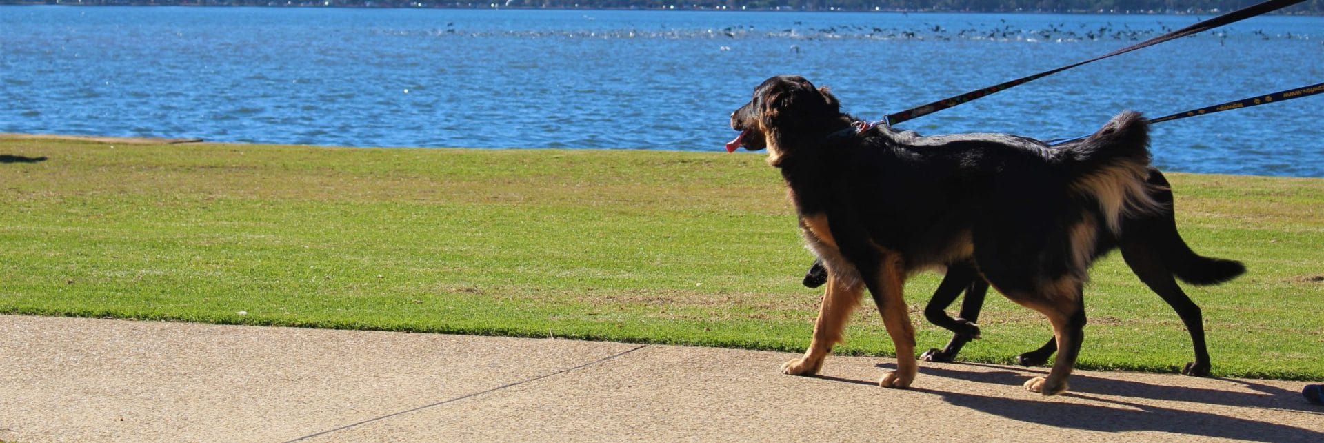 Million Paws Walk dogs walking at South Perth foreshore on lead on a sunny day