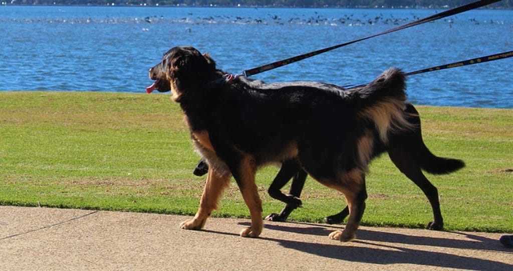 Million Paws Walk dogs walking at South Perth foreshore on lead on a sunny day