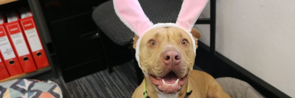 RSPCA WA warns Easter treats can be toxic to pets