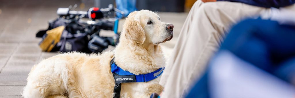 A horse, four hounds, and a long list of heroes celebrated at awards