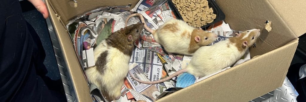 Pet rats found dumped under bridge in Bayswater